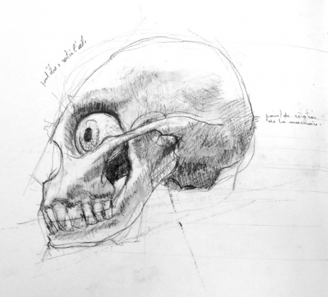 Drawing-tanukis skull research profile.jpg