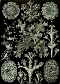Haeckel Lichenes.jpg