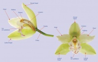 Orchid anatomy.jpg