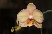 Orchid by organblower-d3dkr8j.jpg