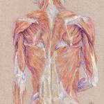 susan-dorothea-white-back-muscles-and-shiny-mirror-tendons