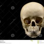 human-infant-skull-3381733
