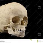 human-infant-skull-3381743