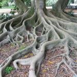 tree-root
