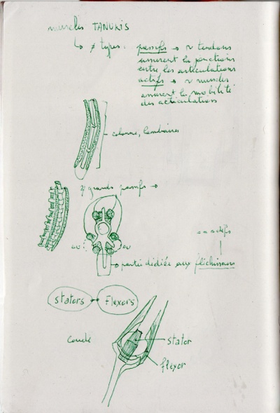 Muscles-sketchbook-scan001-web.jpeg