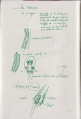 Muscles-sketchbook-scan001-web.jpeg