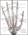 Armature of the hand-remodelling.jpg