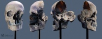 Anatomy-skull-960x372.jpeg