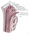 Temporoparietal-fascial-flap1.jpg