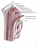 Temporoparietal-fascial-flap1.jpg