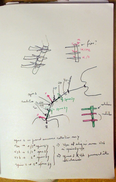 Spine-motion-repartition.jpg
