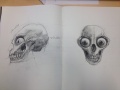 Tanukis skull research.jpg