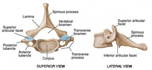 Anatomy-vertebra.png
