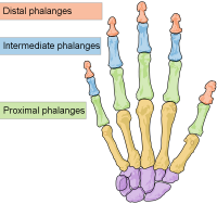 Hand-Phalanges.png
