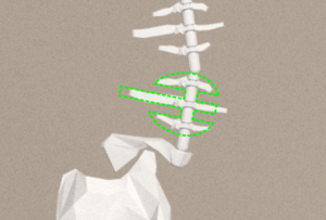 Bones-vertebras-axe.png